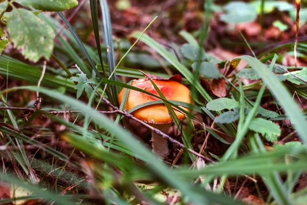 キノコの暗い秘密の秋の森の草の中 — ストック写真