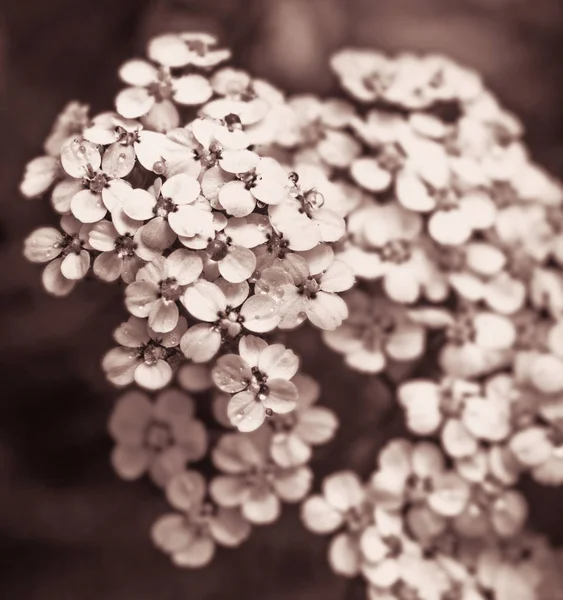 Mooie Witte Bloemen Duizendblad Groot Voor Goede Gezondheid Stemming Sepia — Stockfoto