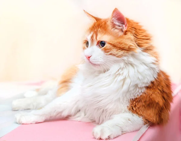 Сконцентрированный Большой Взрослый Красный Кот Светлом Фоне — стоковое фото