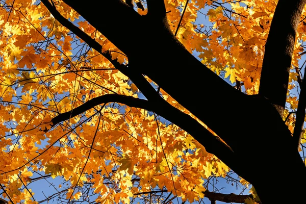 Schoonheid Gele Esdoorn Zonnige Herfstweer — Stockfoto