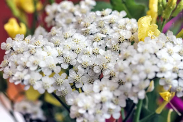 Inschrijving Schoonheid Witte Bloem Duizendblad Grote Close — Stockfoto