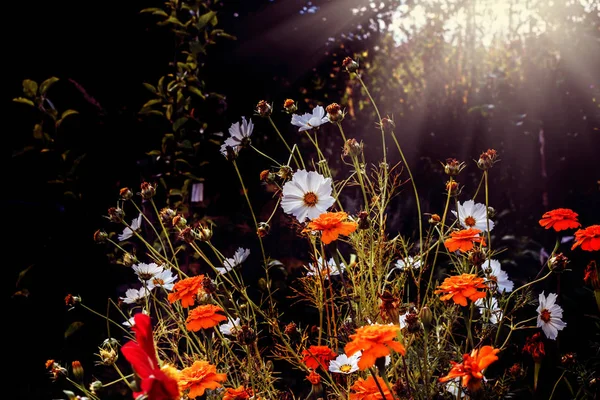美丽的白色和橙色的花朵在阳光明媚的秋天花园 — 图库照片