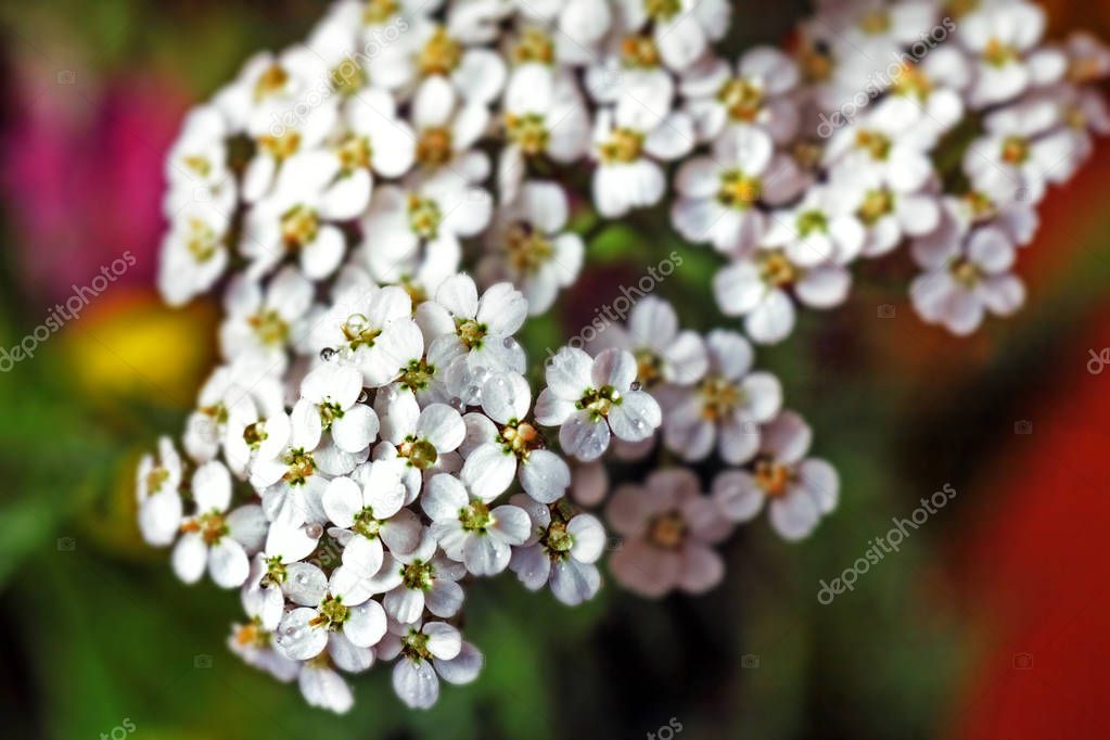 White pretty flowers yarrow large for good health mood