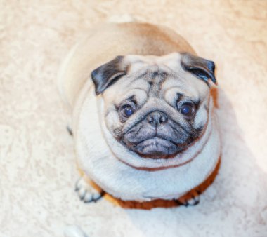 Oda ev kameraya bakarak çok köpek pug