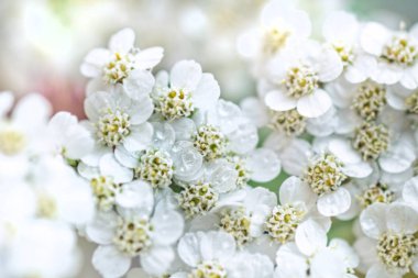 Oldukça taze beyaz civanperçemi sağlık ve iyi bir ruh hali için büyük