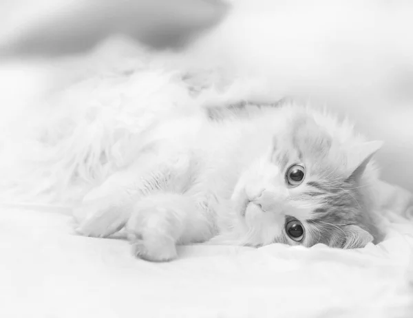 Gato Adulto Bonito Está Deitado Olhando Para Câmera Preto Branco — Fotografia de Stock