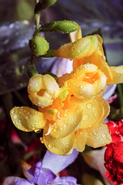在水滴中的黄色花的美丽新鲜柔软的花朵 — 图库照片