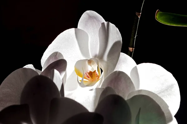 美丽的开放白色兰花在黑色背景与光 — 图库照片
