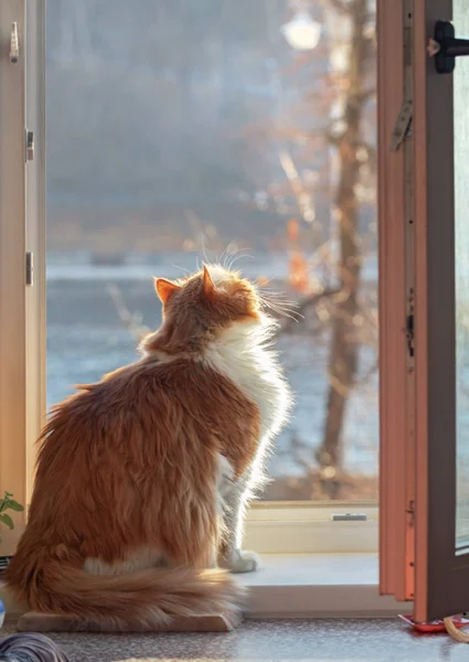 晴れた日に窓にかなり大人の赤猫 — ストック写真