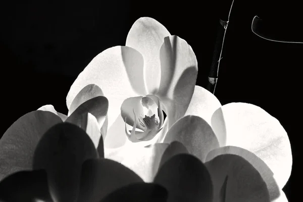 Otwórz Orchid Piękno Chwil Czarno Biały — Zdjęcie stockowe