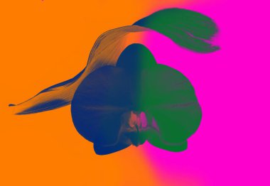 Multicolour mavi ve yeşil futiristic turuncu ve pembe arka plan üzerinde Orkide