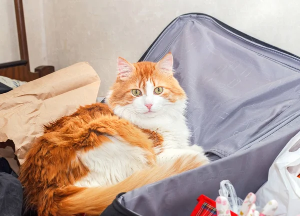Güzellik yetişkin kırmızı kedi siyah gri bavul içinde
