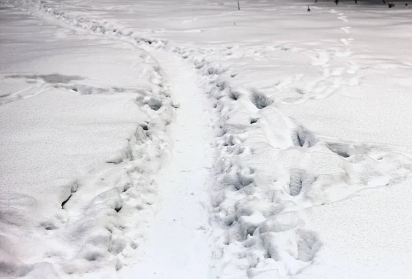 Ominous Snow Path Winter Deep Forest — Stock Photo, Image