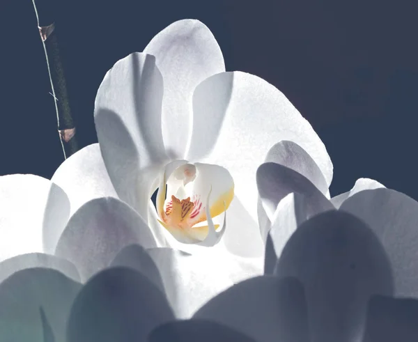 Przetargowej Orchidea Śnie Jak Symbol Szczęśliwych Chwil — Zdjęcie stockowe