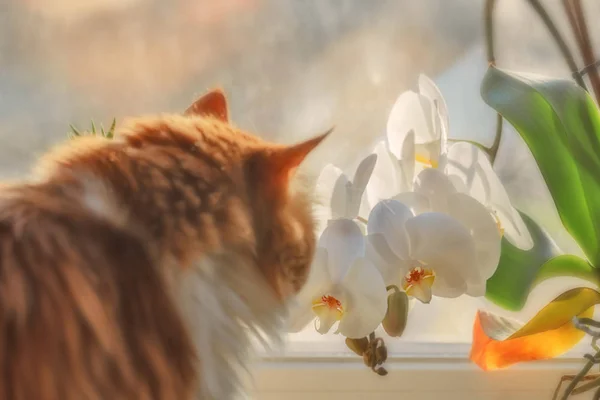 Silhuetten Röd Katt Och Vit Orkidé Vid Soligt Väder — Stockfoto