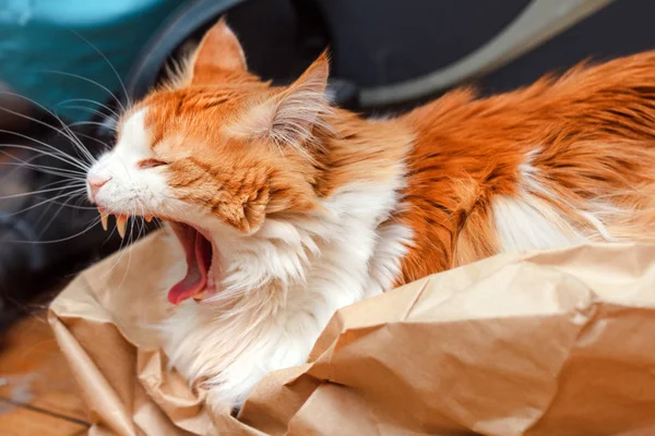Erwachsene Große Gähnende Rote Katze Papier — Stockfoto