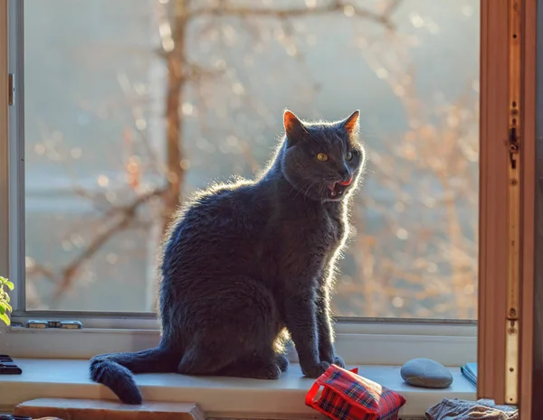 Vuxen Grå Katt Fönster Soliga Höst Morgon — Stockfoto
