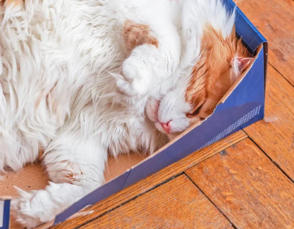 Ziemlich Erwachsene Große Rote Katze Schlafend Box — Stockfoto