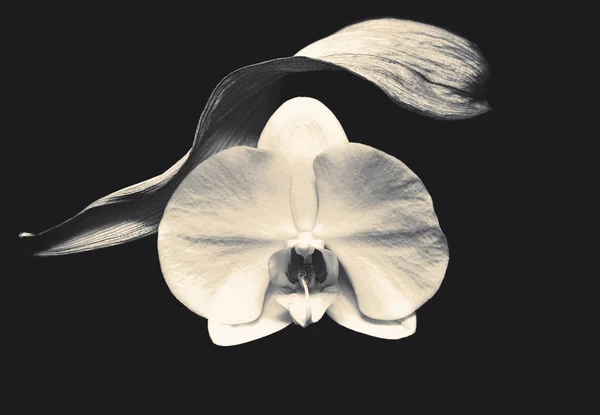 Zarte Weiße Geöffnete Orchidee Schwarz Weißer Sepia — Stockfoto