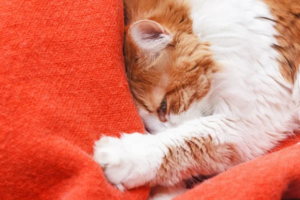 Gato enterrado en manta — Foto de Stock
