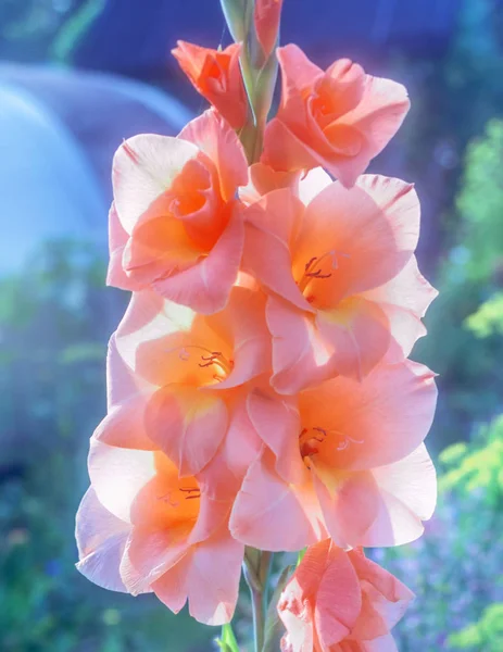 Pink peach gladiolus — Stock Photo, Image