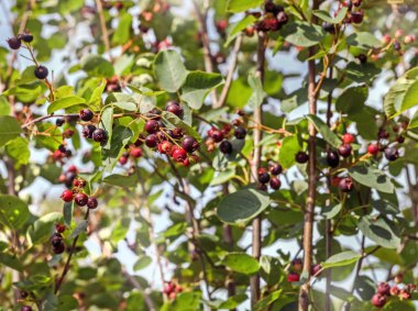 Güneşte Pretty shadberry 