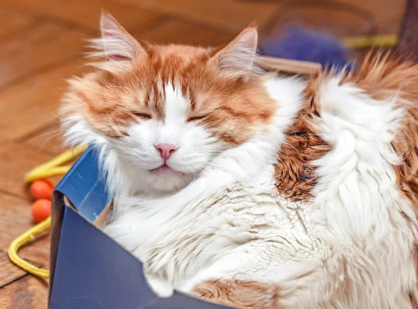 Gato rojo duerme en caja — Foto de Stock