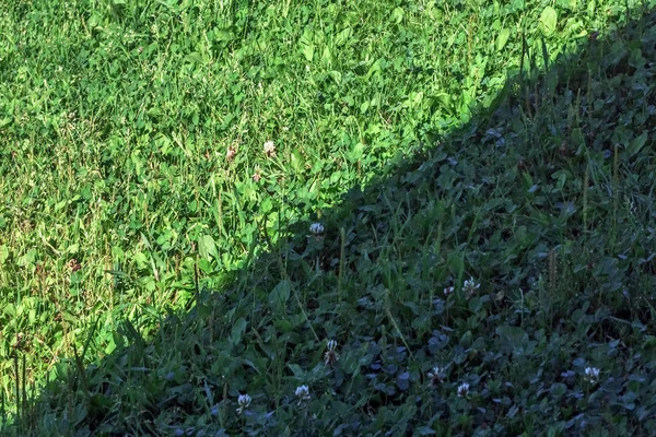 Зеленая трава в тени и на солнце — стоковое фото