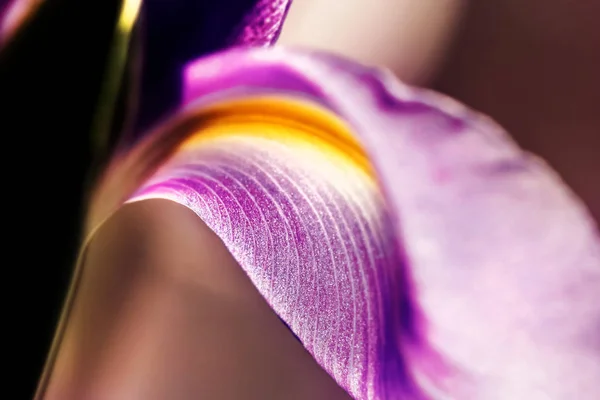 Pétalo de iris púrpura — Foto de Stock
