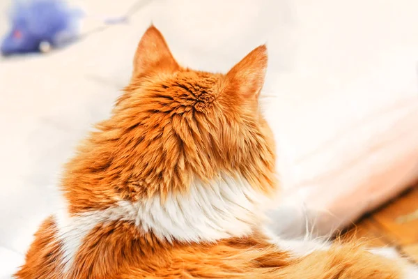 Cabeça de gato vermelho de costas — Fotografia de Stock