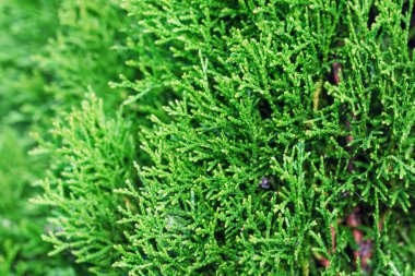 Thuja ağacının yeşili