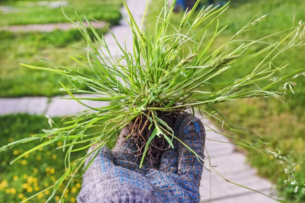 Herbe pour la plantation dans les mains de gant — Photo