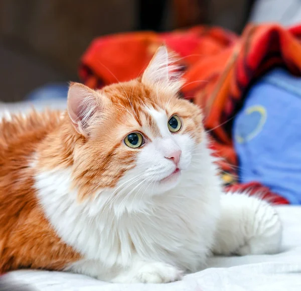 Чарівний Червоний кіт — стокове фото