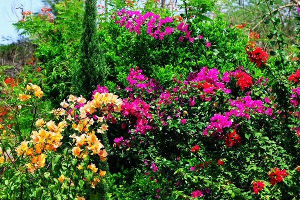 Mehrfarbige Blüten der Bougainvillea — Stockfoto