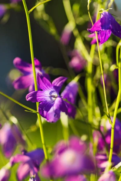 Bel bunga lapangan besar — Stok Foto