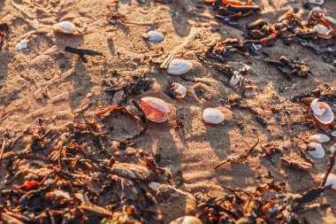 Deniz kumu üzerinde küçük kabukları 