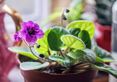 Saksıda mor menekşe