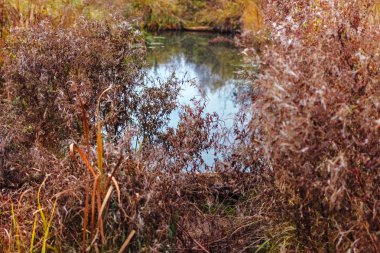 Küçük gölette sonbahar çim