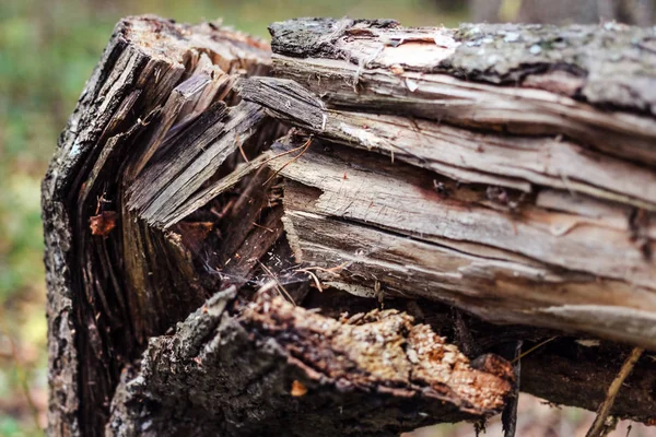 Tronco roto de árbol seco — Foto de Stock