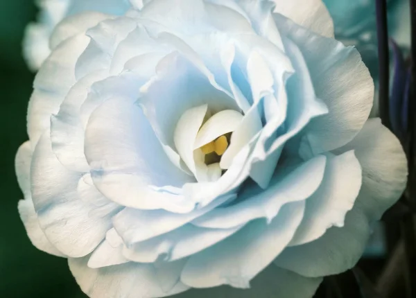 Нежный белый цветок эустомы — стоковое фото