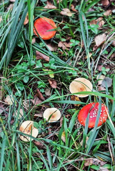 Giftiga svampar i skogs gräs — Stockfoto