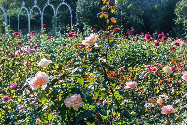 Rosenbüsche im Park — Stockfoto