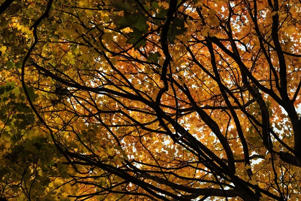 Gele bladeren van bomen in de lucht — Stockfoto