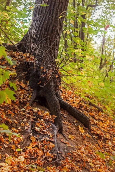 Korzenie drzewa w jesiennym parku — Zdjęcie stockowe