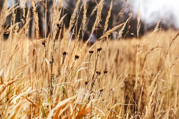 Herbst gelbes Gras im Feld — Stockfoto