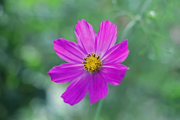Flor rosa kosmeya — Fotografia de Stock