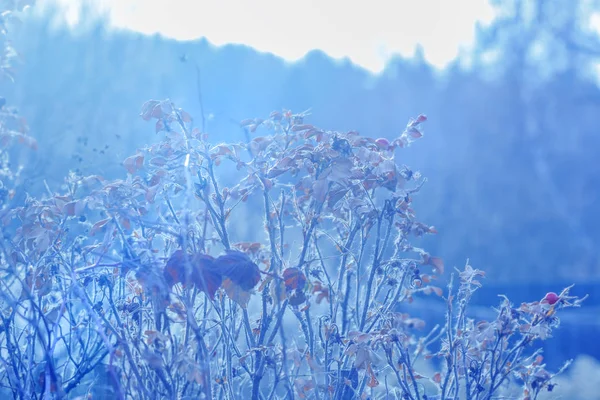 Herbstmorgen mit Froststimmung — Stockfoto