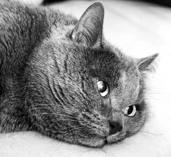 Gato con ojos vidriosos —  Fotos de Stock