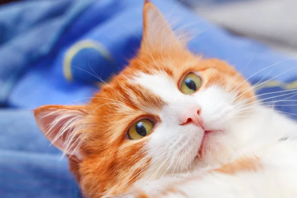 Portrait of surprised red cat — Stock Photo, Image