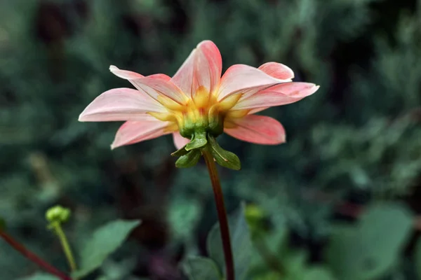 Pink dahlia turned away — Stock Photo, Image